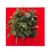 LivePicture GO rood,  levend planten schilderij op=op - thumbnail