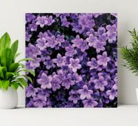 Canvas bloemen Vage paarse bloemen