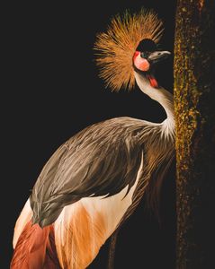 Grey Crowned Crane Kunstdruk