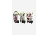 Mix van 3 Winterharde Magnolia's