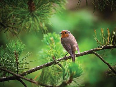 Roodborst tak 70x50cm Tuinschilderij - Customize it