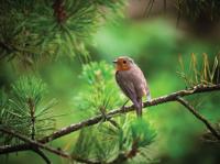 Roodborst tak 70x50cm Tuinschilderij - Customize it