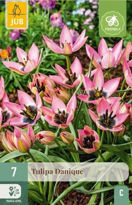 Tulipa danique 7st JUB - Jub