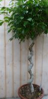 Ficus Spiraal 120 cm - Warentuin Natuurlijk