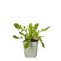 Scabiosa col. Flutter Pure White vaste plant Griffioen - Griffioen