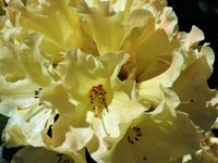 Rhododendron