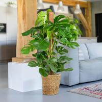 Gatenplant (Monstera Deliciosa) - P24