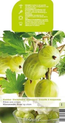 Groene kruisbes op stam