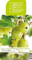 Groene kruisbes op stam - thumbnail