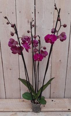 Kamerplant Vlinderorchidee phalaenopsis roze 4 takken - Warentuin natuurlijk