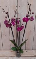 Kamerplant Vlinderorchidee phalaenopsis roze 4 takken - Warentuin natuurlijk