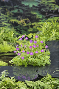 Moerasooievaarsbek / Geranium palustris