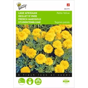 Tagetes, lage Afrikaan Petite Yellow