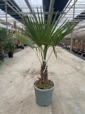 Trachycarpus Fortunei 15 liter pot - Oosterik home