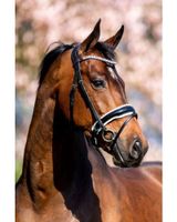 HB Hoofdstel Fancy Lak - Full Hoofdstellen & toebehoren - thumbnail