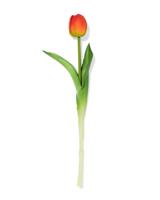 HEMA Kunstbloem 34cm tulp oranje