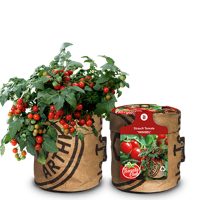 Baza tomato club stuiktomaat minibel