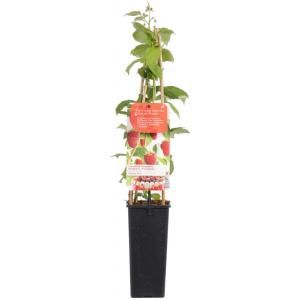 Herfstframboos (rubus idaeus "Autumn Bliss") fruitplanten - In 2 liter pot - 1 stuks