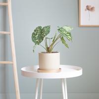 Colocasia Hilo Beauty - P13