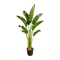Strelitzia Augusta - 250cm - ⌀45 Strelitzia Augusta - 250cm - ⌀45