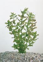 2 stuks! Bacopa caroliniana potmaat P11 Brede bacopa Moerings - Moerings