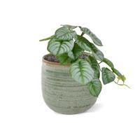 Peperomia kunstplant HRT 20cm