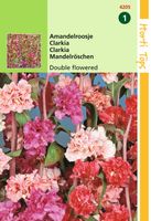 Clarkia Elegans Dubbelbloemig Gemengd - Hortitops