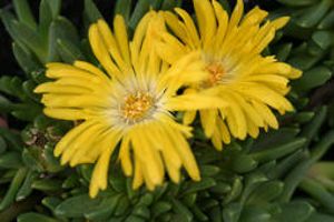 IJsbloem