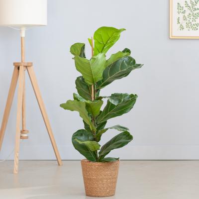 plantje.nl Ficus rubberplant,Kantoorplanten,Groene Kamerplanten,Woonkamer,Kamerplanten,Alle soorten,Vaderdag Vioolbladplant Groen