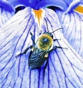 Bumblebee (hommel)