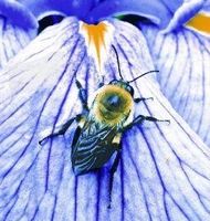 Bumblebee (hommel)