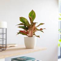 Aglaonema Jungle Red - Chinese Evergreen - P12 Aglaonema Jungle Red - Chinese Evergreen - P12