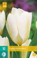 X 10 Tulipa Purissima