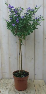 Solanum Nachtschade paars 100 cm kuipplant Warentuin Natuurlijk - Warentuin natuurlijk