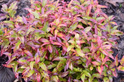 Leucothoe