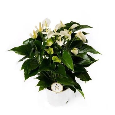 Anthurium White Champion (Flamingoplant) P 17 cm