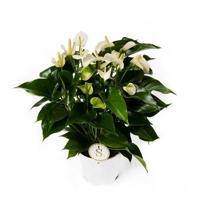 Anthurium White Champion (Flamingoplant) P 17 cm
