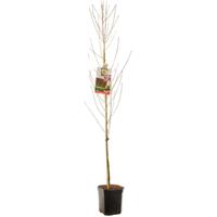 Perzik Prunus persica nuc. Madame Blanchet Perzik Prunus persica nuc. Madame Blanchet