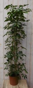 Kamerplant Schefflera Vingersboom geelbont 120 cm - Warentuin natuurlijk