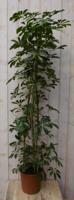 Kamerplant Schefflera Vingersboom geelbont 120 cm - Warentuin natuurlijk