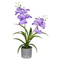 Louis Maes Orchidee bloemen kunstplant in  bloempot - paars bloemen - H38 cm   -