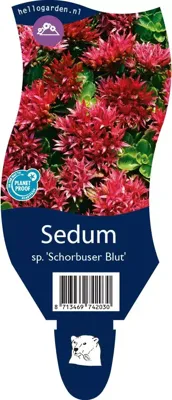 Sedum spurium &apos;Schorbuser Blut&apos; (Vetkruid)