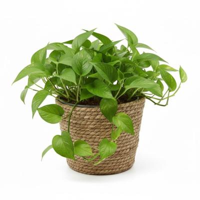 VD Leeden Planten of bloemen mand - rond - zeegras gevlochten - D25 x H22 cm - bloempot VD Leeden Planten of bloemen mand - rond - zeegras gevlochten - D25 x H22 cm - bloempot