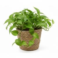 VD Leeden Planten of bloemen mand - rond - zeegras gevlochten - D25 x H22 cm - bloempot