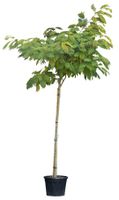 Perzische Slaapboom Albizia julibrissin 350 cm - Warentuin Natuurlijk