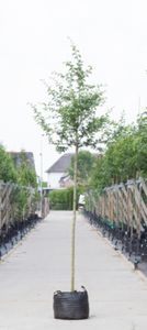 Rode meidoorn Crataegus l. Pauls Scarlet h 350 cm st. omtrek 12 cm - Warentuin Natuurlijk