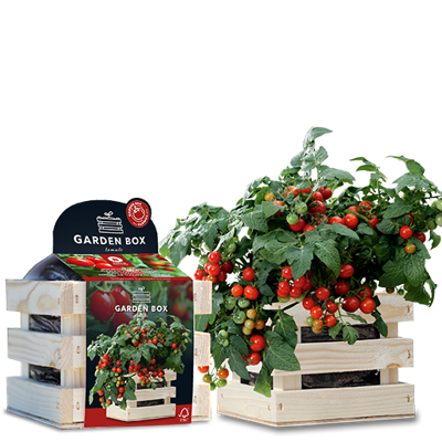 Baza garden box struiktomaat minibel