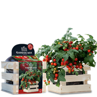 Baza garden box struiktomaat minibel Baza garden box struiktomaat minibel