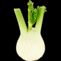 Jumbo Venkel