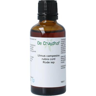 Cruydhof ulmus camp rubr/rode iep Cruydhof ulmus camp rubr/rode iep
